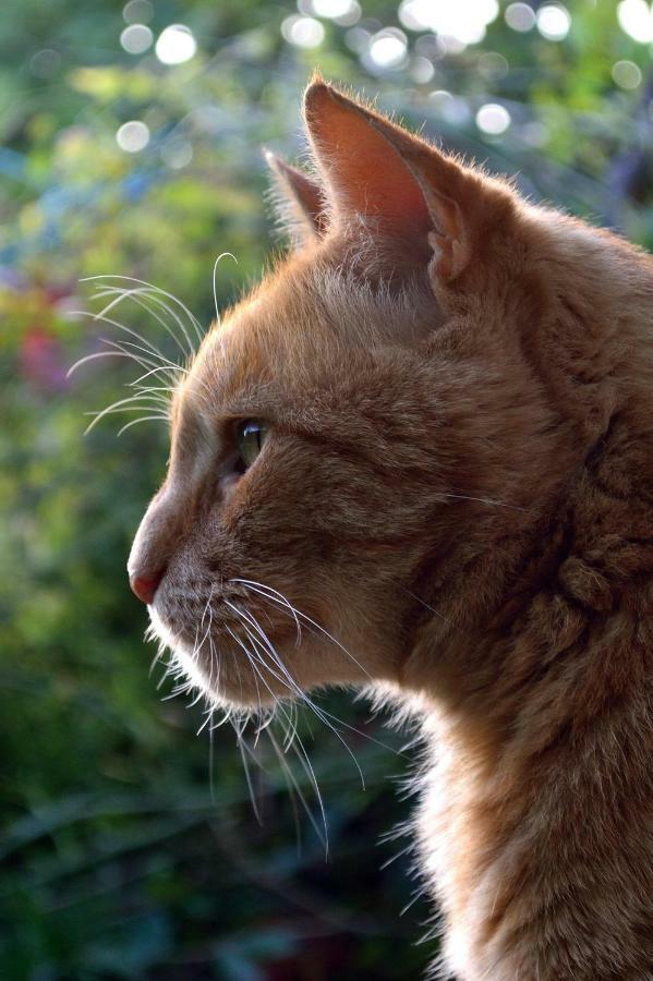 Le Chaton Rouge Saint-Pierre-du-Lorouër Zewnętrze zdjęcie
